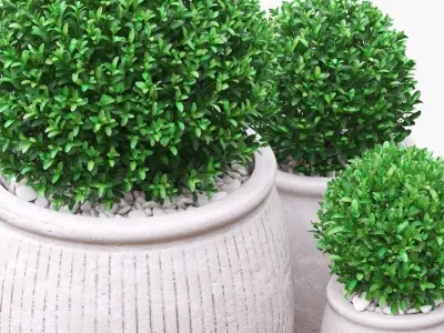 Potted Buxus Balls 02 3D model