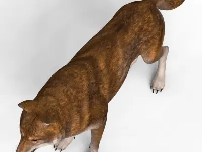 Red Wolf Low-poly 3D model