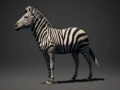 Zebra Rigged 3D model