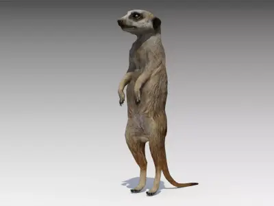 Meerkat Animated Low-poly 3D model