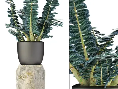 Plant in Pot Flowerpot Exotic Plant 3D model shop