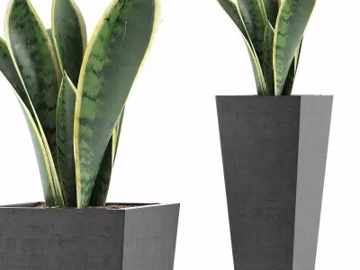 Plants Collection 68 3D model