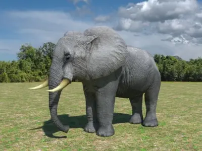 African Elephant Low-poly 3D model