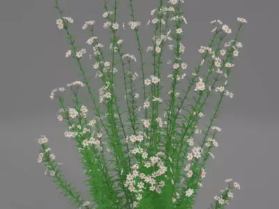Capitatus daisy Free 3D model