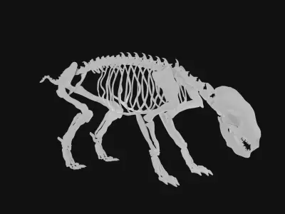 Badger skeleton 3D model