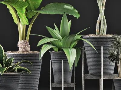 Plants Collection 40 3D model