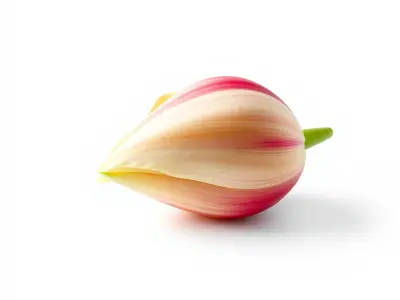 Fringed Tulip Flower Realistic model pack Low-poly 3D model