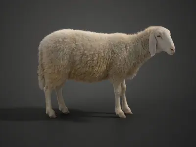 Assaf Sheep Pack Animated  VFX Grace 3D model