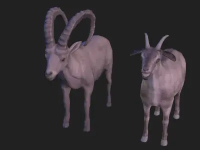 Full animation of male and female goats Low-poly 3D model