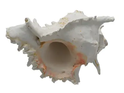 Sea Shell BLENDER 3D Model Cycles 3D model
