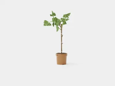 Ficus carica stem Low-poly 3D model