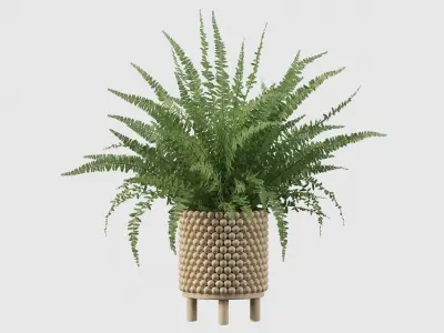 Fern indoor plant 3D model