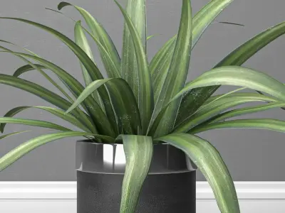 indoor and outdoor spider plant 3D model