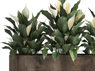 Spathiphyllum in a flowerpot for the interior 943 3D model