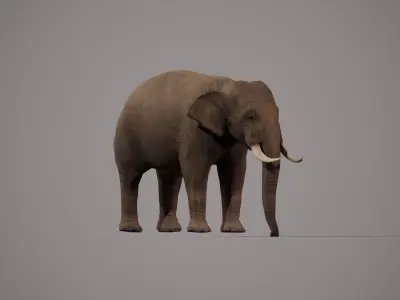 African Elephant 3D model
