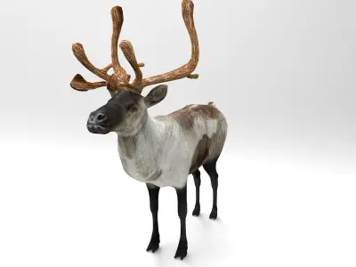 Snow Reindeer Animated Rigged Model 3D Model Low-poly 3D model