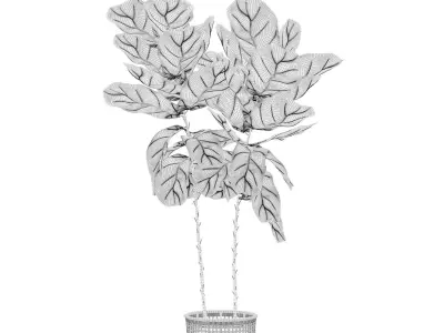 Ficus lyrata in modern flower pot 3D model buy