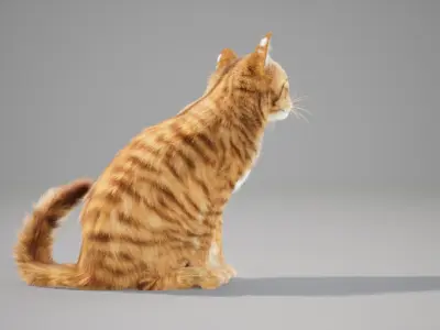 Cat Orange Tabby Animated UNREAL project  Maya base rig 3D model