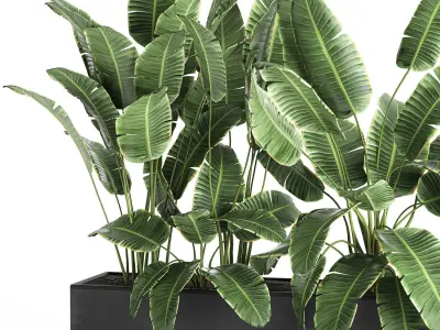 Banana in a pot for the interior 760 3D model