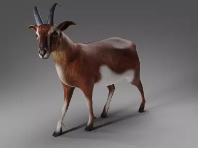 Goat 04 Rigged in Blender  Low-poly 3D model