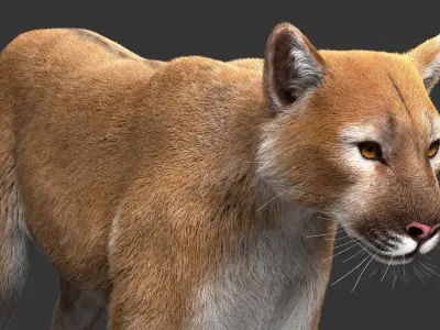 Puma animal 3D model