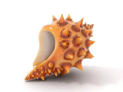 Spiny Conch Shell model pack Low-poly 3D model