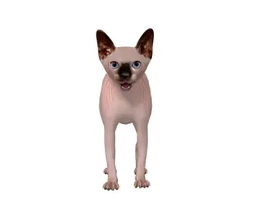 Sphynx Cat Low-poly 3D model