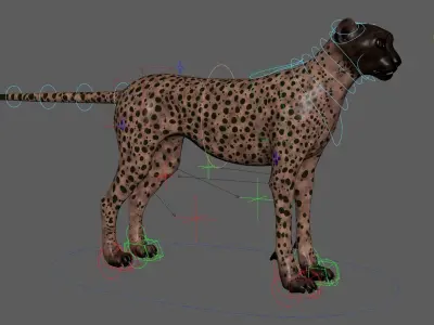 Cheetah - body with RIG including textures and shading 3D model