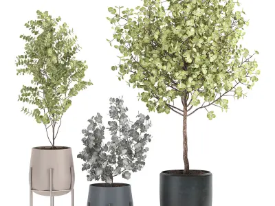 Eucalyptus trees in a flowerpot for interior design 551 3D model