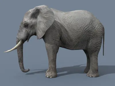 PRO Elephant 4K Animated - 2022 Upgrade 3D model