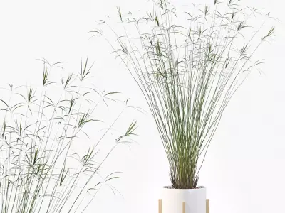 Cyperus papyrus 3D model
