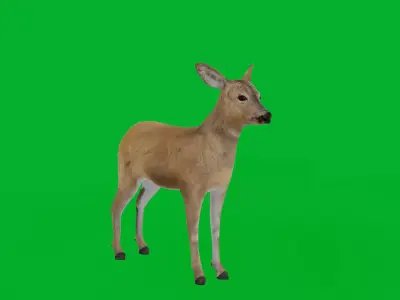 European Roe Deer Low-poly 3D model