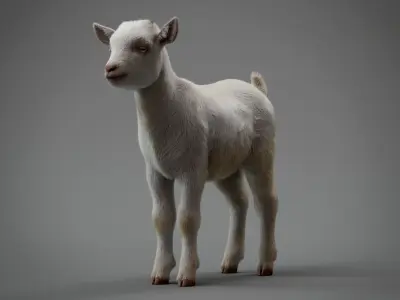 Realistic Baby Goat With Fur Faceial rig  3D model