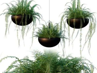 Nephrolepis cordifolia 3D model