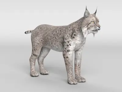 Lynx Cat 3D model