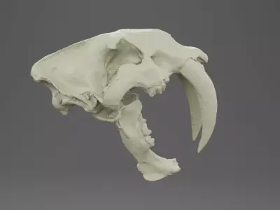 3D scan of a sabertooth tiger skull 3D model