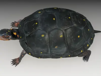 Spotted-turtle turtle Low-poly 3D model