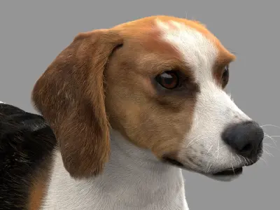 Beagle Fur Animated Rigged 3D model