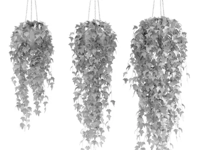 Set of 3 models Ivy in pots hanging on a chain 3D model