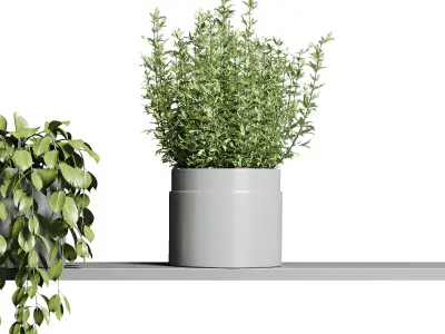 wall plant hanging plants collection Indoor plant 3D model