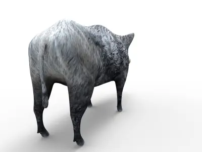 3D Wild Boar Rigged 3D Models Low-poly 3D model