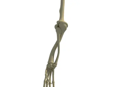 Bones of Animal Skeleton Arm 3D model