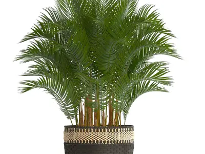 Collection of decorative palms 3D model