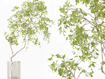 Collection Indoor Plants 017 3D model