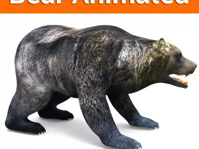 3D Model Black Bear Rigged and animated  Low-poly 3D model