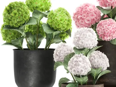 Hydrangea in a rusty Flowerpot for the interior 987 3D model