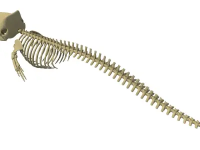Sperm Whale Skeleton 3D model