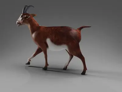 Goat 04 Rigged in Blender  Low-poly 3D model