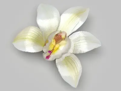 Vanilla Flower 3D model