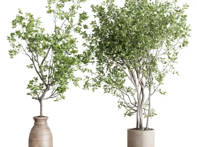 indoor plant set 413 pot tree in a wooden old vase  Low-poly 3D model